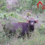 ढाई साल बाद उदंती सीतानदी टाईगर रिजर्व में बाघ : जंगल में पोखरों से लौटती उम्मीद, विलुप्तप्राय वन्यप्राणियों का उन्मुक्त विचरण यहां दिखता है