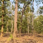 अतिक्रमण और अवैध कटाई से राजकीय वृक्ष साल/सरई के अस्तित्व पर संकट