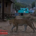 मानव बसाहट के आस-पास वन्यप्राणी तेन्दुआ की बढ़ती गतिविधियां : वन विभाग सतर्क