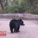 राजहरा प्लांट कैंटीन के पास भालू दिखने से मचा हड़कंप!