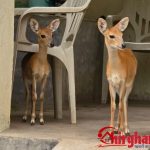 घायल चौसिंगा को मिला नया जीवन : फॉरेस्ट रेंजर की तत्परता से सफल रेस्क्यू