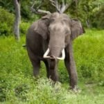 फिंगेश्वर क्षेत्र में फिर पहुंचा हाथी : वन विभाग ने जारी किया अलर्ट