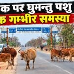 सड़क पर घुमन्तु मवेशी : बैठकों के आदेशों से आगे जवाबदेही और जनभागीदारी की दरकार